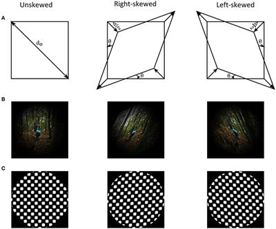 Adaptation to Skew Distortions of Natural Scenes and Retinal Specificity of Its Aftereffects